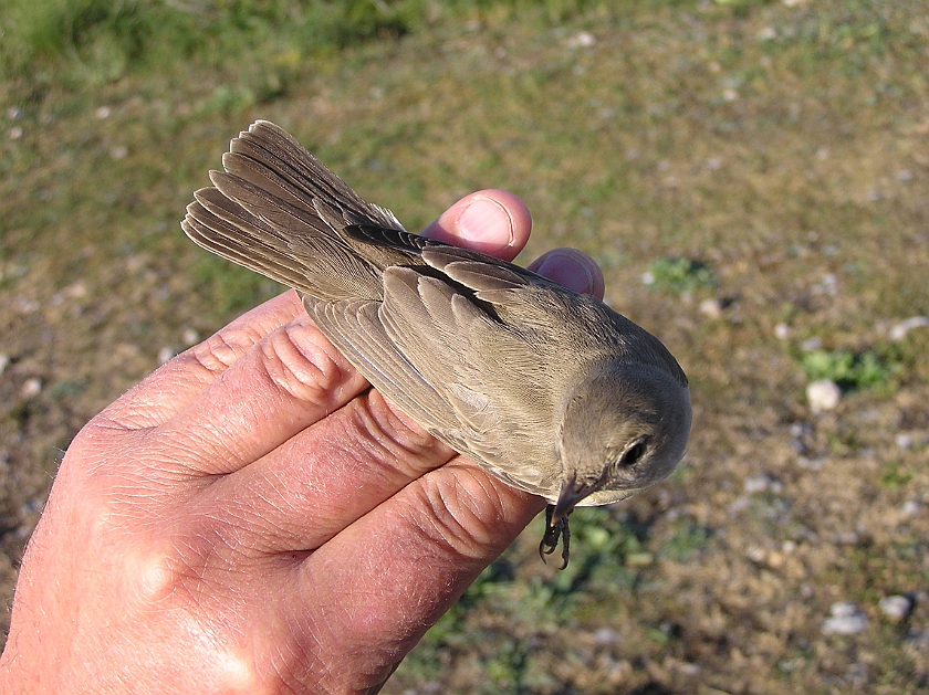 Garden Warbler, Sundre 20070608